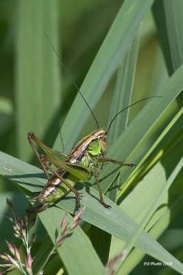 Metrioptera roeselii - Roesel's bush cricket (Decticelle bariolée)