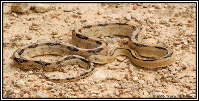 Trans-Pecos Ratsnake ( Bogertophis subocularis )