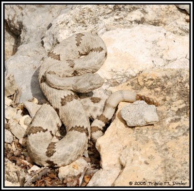 Mottled Rock Rattlesnake ( Crotalus lepidus lepidus )