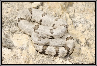Mottled Rock Rattlesnake ( Crotalus lepidus lepidus )