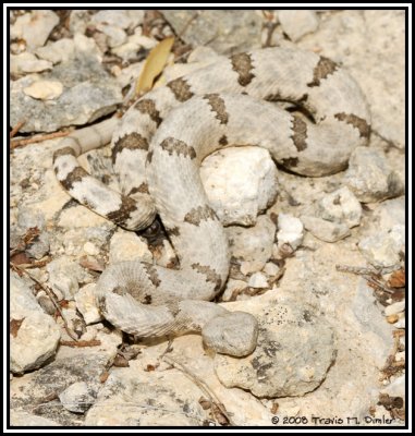 Mottled Rock Rattlesnake ( Crotalus lepidus lepidus )
