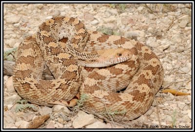 Bullsnake ( Pituophis melanoleuca sayi )