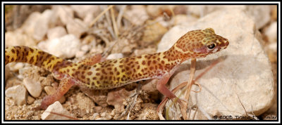 Texas Banded Gecko ( Coleonyx brevis )