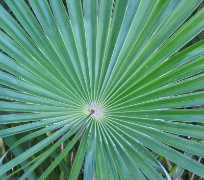 Radial
