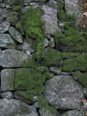 Wall