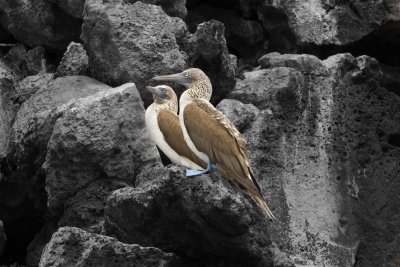 IMG_1603.jpg