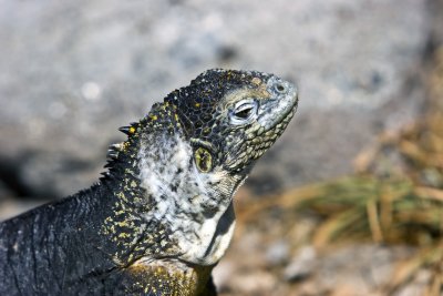 IMG_1843.jpg