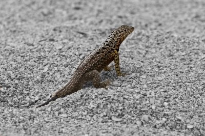 IMG_1897.jpg