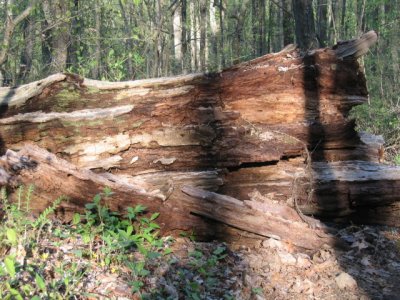 John's Pictures taken on the Appalachian Trial in late April