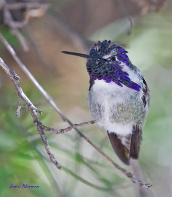 _DSC9113.jpg
