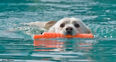 0628_DockDogs_4824.jpg