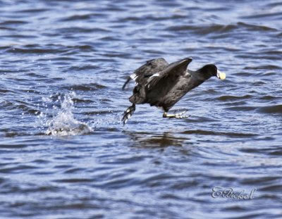 Running on Water