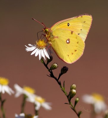   Native Missouri Wild Butterflies  