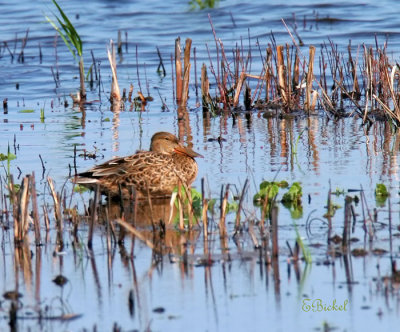 First of the Shovelers
