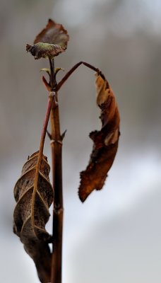 The last flash of green