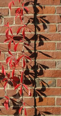 The Garden Wall