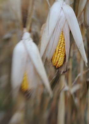 Harvest II