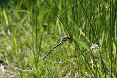 5843_Golden_Ringed_Dragonfly.jpg