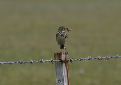 5990_Meadow_Pipit.jpg