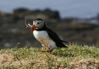 6079_Puffin.jpg