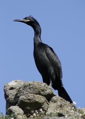 6133_Shag.jpg