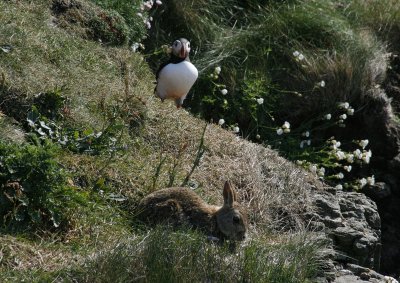 6098_Puffin_Rabbit.jpg