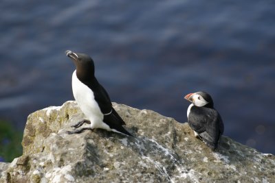 6111_Razorbill_Puffin.jpg