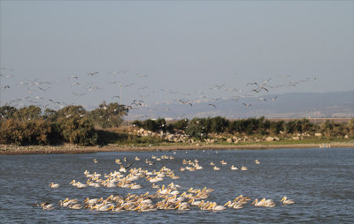 So many pelicans make a good composition difficult but an awesome sight
