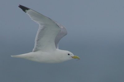 Kittiwake with a Pipefish