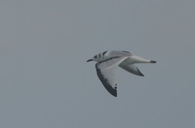 Kittiwake juvenile