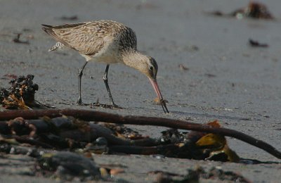 Bar-tailed Godwit