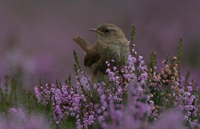 Wren in heather