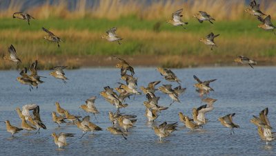 Golden Plover coming in to roost