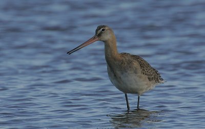 Black-tailed Godwit