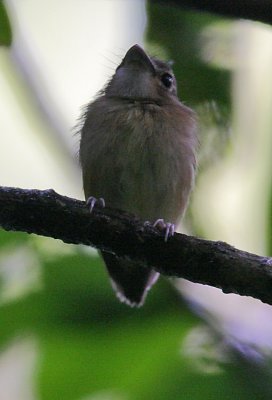 Stub-tailed Spadebill (Platyrinchus cancrominus)