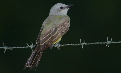 Tropical Kingbird (Tyrannus melancholicus)