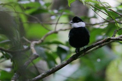 White-ruffed Manakin (Corapipo altera) displaying male