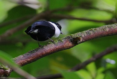 White-ruffed Manakin (Corapipo altera) displaying male