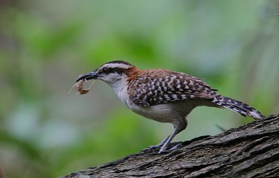 Rufous-naped Wren (Campylorhynchus rufinucha)