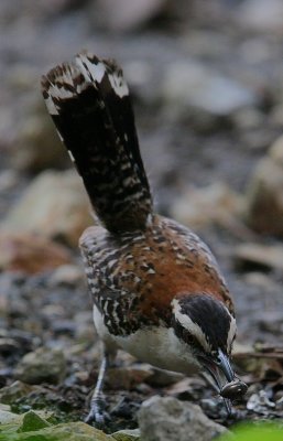 Rufous-naped Wren (Campylorhynchus rufinucha)