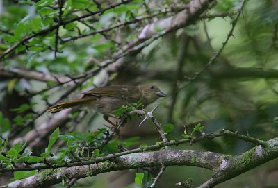 Red-crowned Ant-Tanager (Habia rubica) female