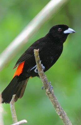 Passerinis Tanager (Rhamphocelus passerinii) male