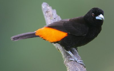 Passerinis Tanager (Rhamphocelus passerinii) male
