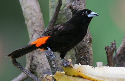 Passerinis Tanager (Rhamphocelus passerinii) male
