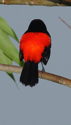 Passerinis Tanager (Rhamphocelus passerinii) male rear view