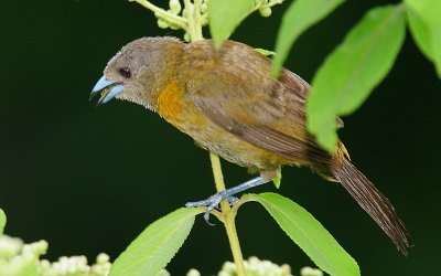 Passerinis Tanager (Rhamphocelus passerinii) female