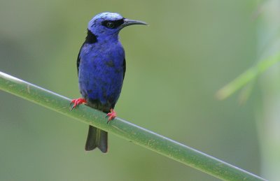 Red-legged Honeycreeper (Cyanerpes cyaneus) male
