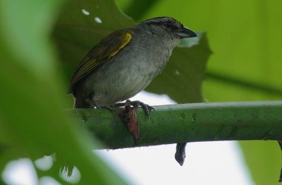 Black-striped Sparrow (Arremonops conirostris)