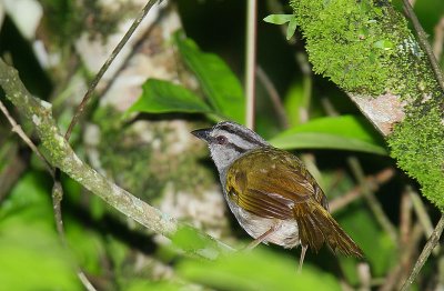 Black-striped Sparrow (Arremonops conirostris)
