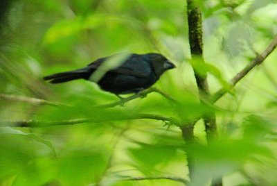 Blue-black Grosbeak (Cyanocompsa cyanoides) male